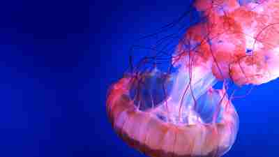 Jellyfish parenting styles don't work for children with ADHD