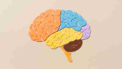 Paper Cut Craft of Human Brain Regions Side View Anatomy Diagram on Beige Background.