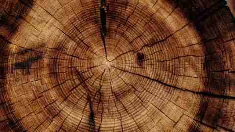 Tree rings represent the way ADHD sits at the center of life